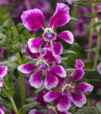 Kufea ohnivá Lavender Bicolor - japonská myrta - Cuphea Ilavea - semená hladenca - 15 ks