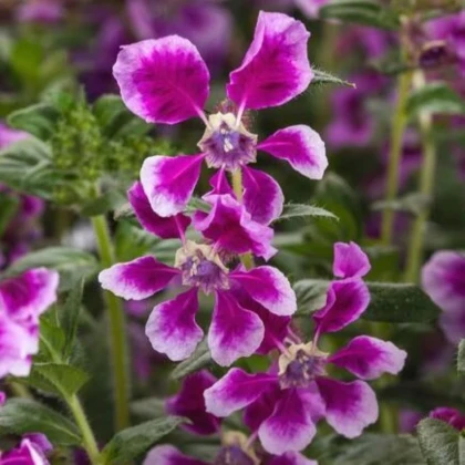 Kufea ohnivá Lavender Bicolor - japonská myrta - Cuphea Ilavea - semená hladenca - 15 ks