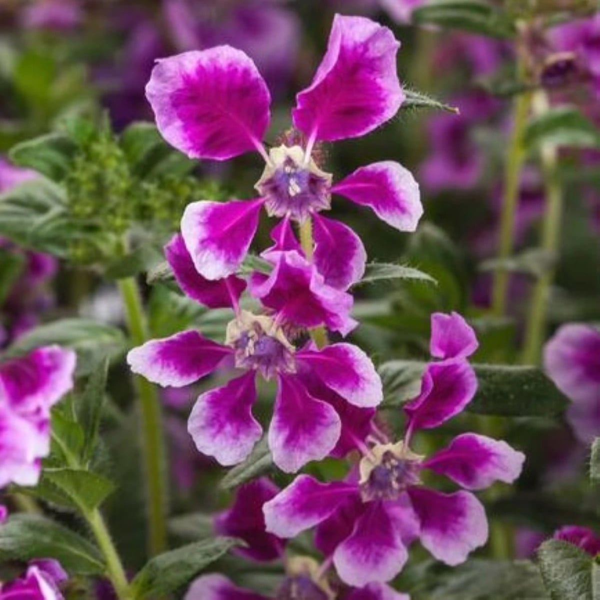 Kufea ohnivá Lavender Bicolor - japonská myrta - Cuphea Ilavea - semená hladenca - 15 ks