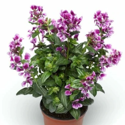 Kufea ohnivá Lavender Bicolor - japonská myrta - Cuphea Ilavea - semená hladenca - 15 ks