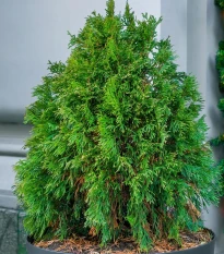 Tuja Zerav orientálna Compakta - Platycladus orientalis - semená tuje - 18 ks