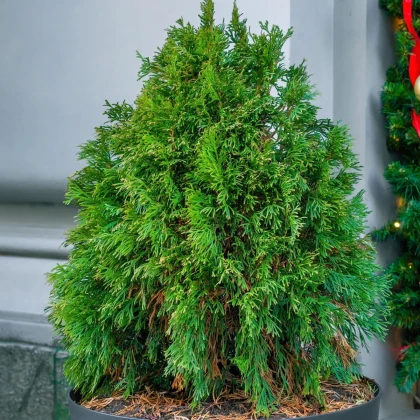 Tuja Zerav orientálna Compakta - Platycladus orientalis - semená tuje - 18 ks