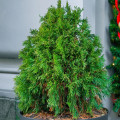 Tuja Zerav orientálna Compakta - Platycladus orientalis - semená tuje - 18 ks