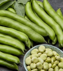 Bôb obyčajný biely Dreifach Weissa – Vicia faba – semená bôbu – 20 ks