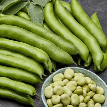 Bôb obyčajný biely Dreifach Weissa – Vicia faba – semená bôbu – 20 ks