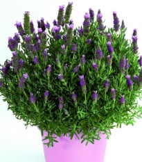 Levanduľa francúzska Bandera Pink - Lavandula stoechas - semená levandule - 20 ks