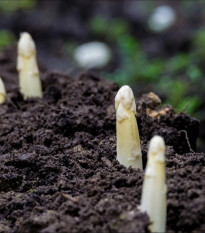 Špargľa lekárska Argenteuil na bielenie - Asparagus officinalis - semená špargle - 30 ks