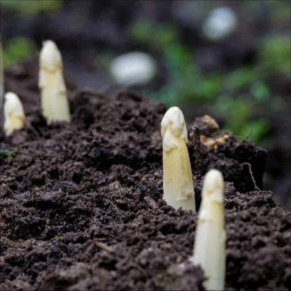 Špargľa lekárska Argenteuil na bielenie - Asparagus officinalis - semená špargle - 30 ks