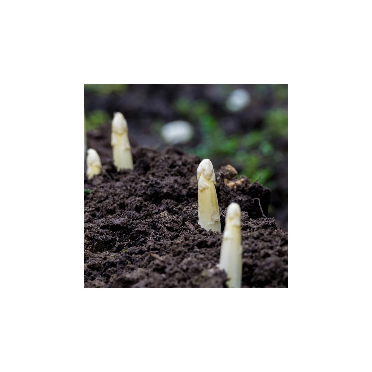 Špargľa lekárska Argenteuil na bielenie - Asparagus officinalis - semená špargle - 15 ks