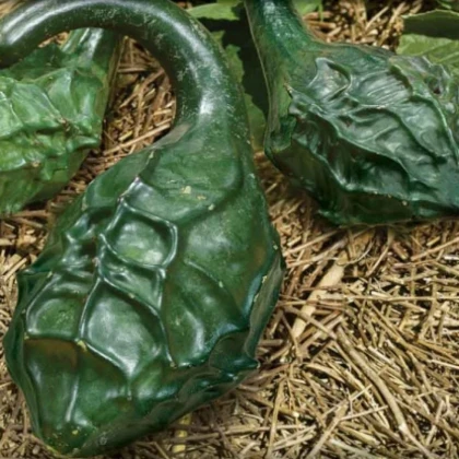 Tekvica okrasná Dinosaurus – predaj semien okrasných tekvíc