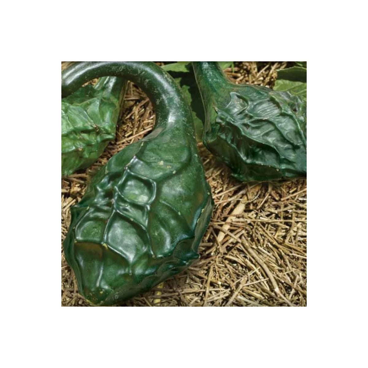 Tekvica okrasná Dinosaurus – predaj semien okrasných tekvíc