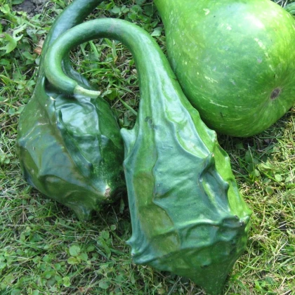 Tekvica okrasná Dinosaurus – predaj semien okrasných tekvíc