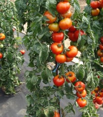 Paradajka Štart S F1 - Solanum lycopersicum - semená paradajky - 10 ks