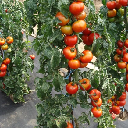 Paradajka Štart S F1 - Solanum lycopersicum - semená paradajky - 10 ks