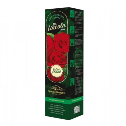 Ruža veľkokvetá kríková - Fragrant Mister Lincoln - Rosa - voľnokorenné sadenice ruže - 1 ks