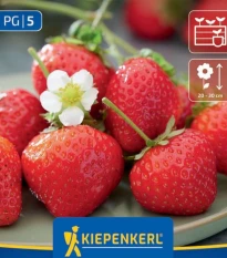 Jahoda Senga - Fragaria ananassa - voľnokorenné sadenice jahôd - 3 ks