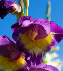 Gladiola veľkokvetá Joplin - Gladiolus - hľuzy gladioly - 3 ks