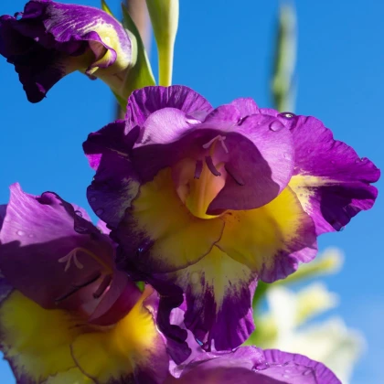 Gladiola veľkokvetá Joplin - Gladiolus - hľuzy gladioly - 3 ks