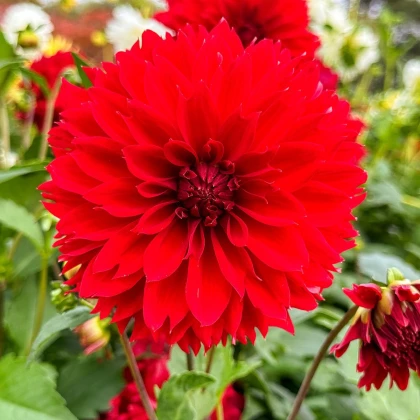 Georgína Red Fubuki - Dahlia - hľuzy georgíny - 1 ks