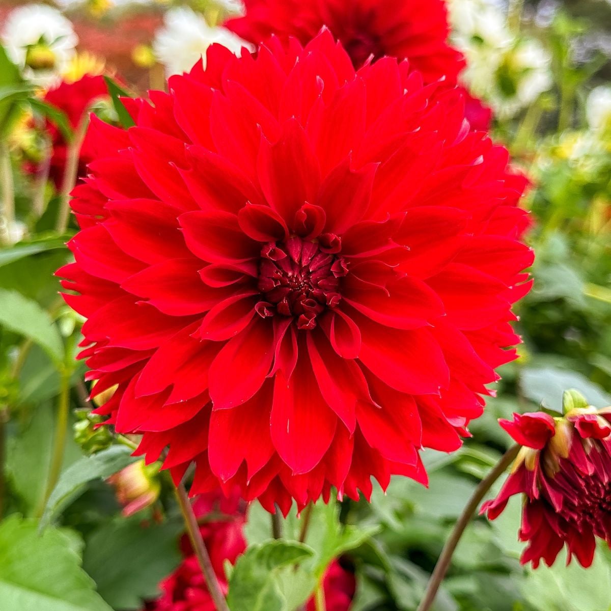 Georgína Red Fubuki - Dahlia - hľuzy georgíny - 1 ks