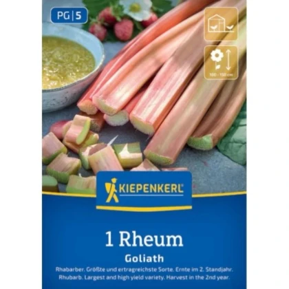 Rebarbora Goliath - Rheum rhabarbarum - voľnokorenné sadenice rebarbory ​​- 1 ks