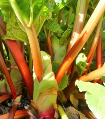 Rebarbora Goliath - Rheum rhabarbarum - voľnokorenné sadenice rebarbory ​​- 1 ks