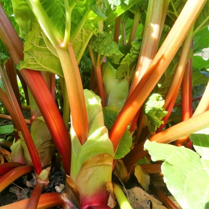 Rebarbora Goliath - Rheum rhabarbarum - voľnokorenné sadenice rebarbory ​​- 1 ks