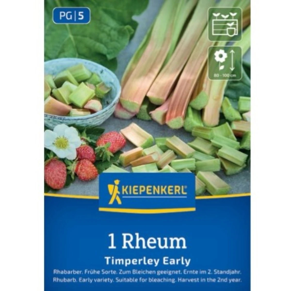 Rebarbora Timperley Early - Rheum rhabarbarum - jednoducho korenené sadenice rebarbory ​​- 1 ks