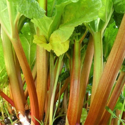 Rebarbora Timperley Early - Rheum rhabarbarum - jednoducho korenené sadenice rebarbory ​​- 1 ks