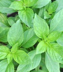 BIO Bazalka stredne veľké listy - Ocimum basilicum - bio semená bazalky - 100 ks