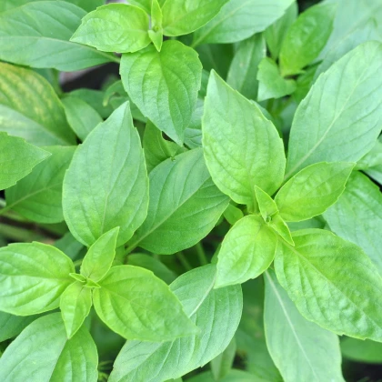 BIO Bazalka stredne veľké listy - Ocimum basilicum - bio semená bazalky - 100 ks