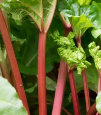 Rebarbora Valentine - Rheum rhabarbarum - voľnokorenné sadenice rebarbory ​​- 1 ks