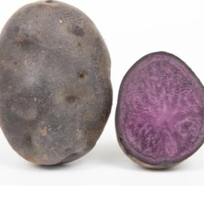 Sadbové zemiaky Violet Star - Solanum tuberosum - zemiaky - 5 ks