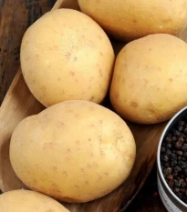 BIO sadbové zemiaky Afra - Solanum tuberosum - bio zemiaky - 10 ks