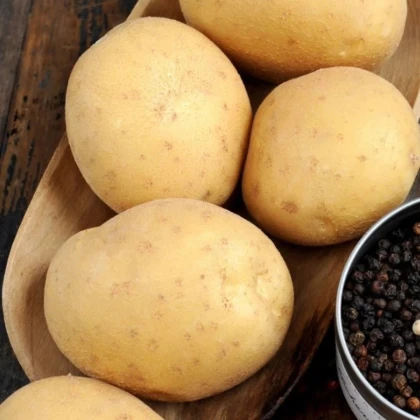 BIO sadbové zemiaky Afra - Solanum tuberosum - bio zemiaky - 10 ks