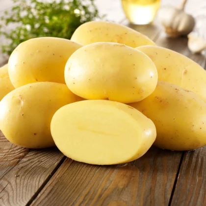 BIO sadbové zemiaky Agria - Solanum tuberosum - bio zemiaky - 10 ks