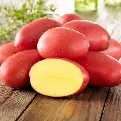 Sadbové zemiaky Laura - Solanum tuberosum - 10 ks