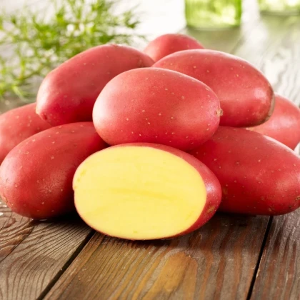 Sadbové zemiaky Laura - Solanum tuberosum - 10 ks