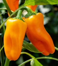 BIO Paprika Flynn F1 - Capsicum annuum - bio semená papriky - 6 ks