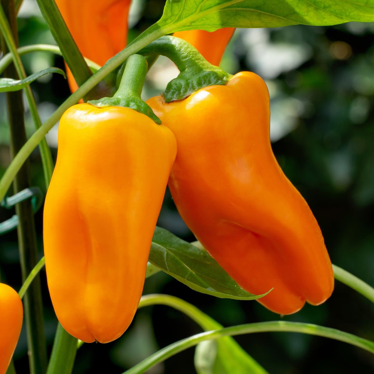 BIO Paprika Flynn F1 - Capsicum annuum - bio semená papriky - 6 ks