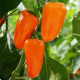 BIO Paprika Flynn F1 - Capsicum annuum - bio semená papriky - 6 ks