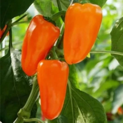 BIO Paprika Flynn F1 - Capsicum annuum - bio semená papriky - 6 ks