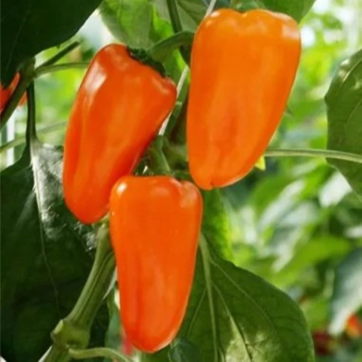 BIO Paprika Flynn F1 - Capsicum annuum - bio semená papriky - 6 ks