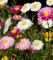 Slamienka plnokvetá zmes - Acroclinium roseum - semená slamienky - 0,06 g