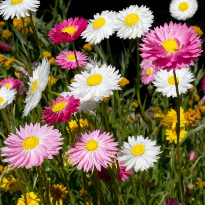 Slamienka plnokvetá zmes - Acroclinium roseum - semená slamienky - 0,06 g