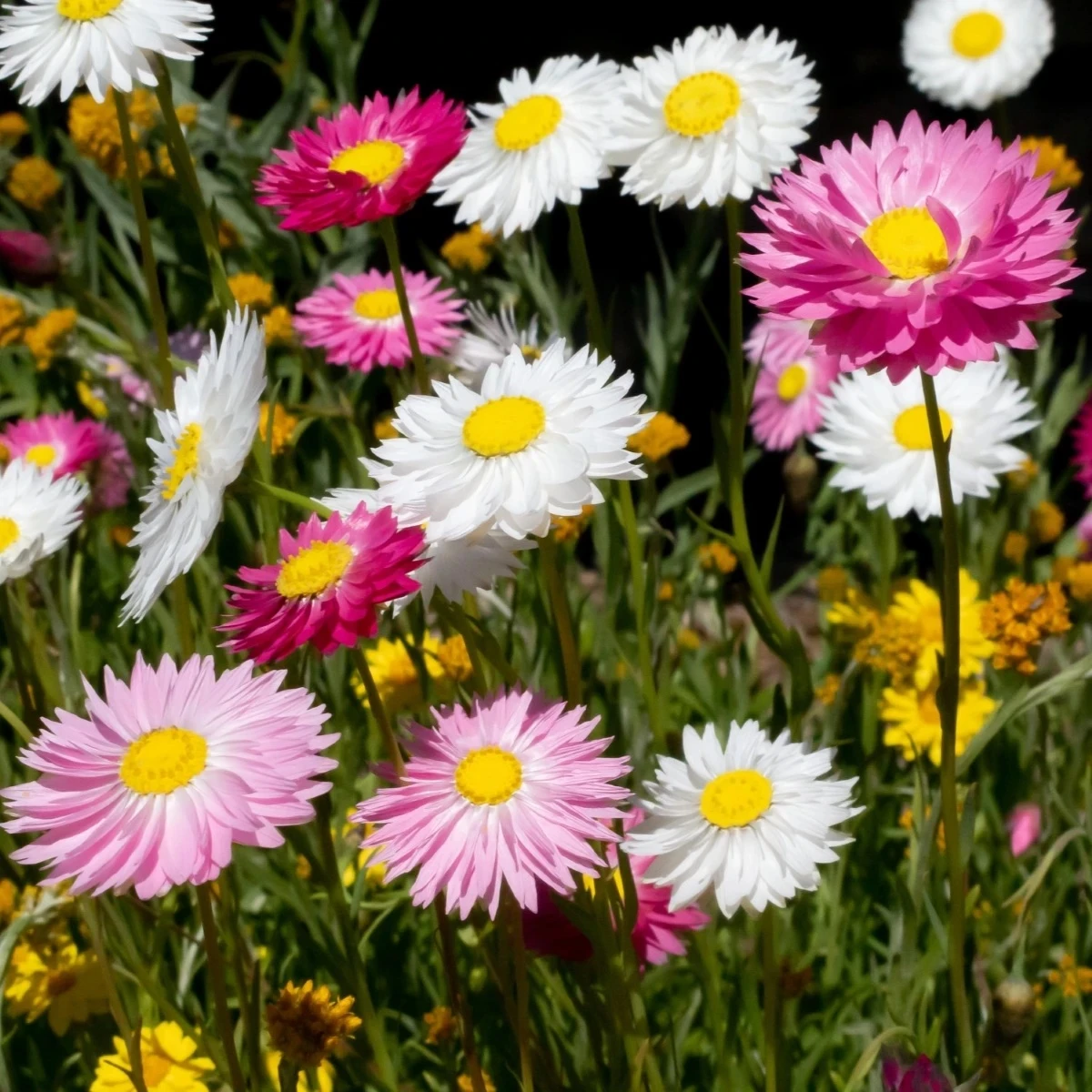 Slamienka plnokvetá zmes - Acroclinium roseum - semená slamienky - 0,06 g