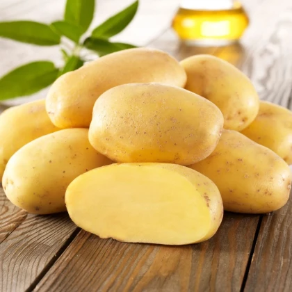 Sadbové zemiaky Sieglinde - Solanum tuberosum - zemiaky - 10 ks