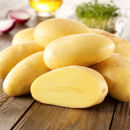 Sadbové zemiaky Cilena - Solanum tuberosum - zemiaky - 10 ks