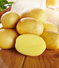 Sadbové zemiaky Glorietta - Solanum tuberosum - zemiaky - 10 ks