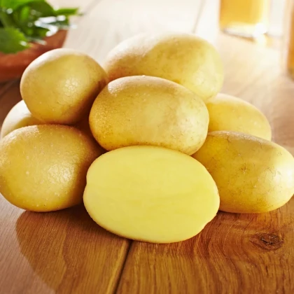 Sadbové zemiaky Glorietta - Solanum tuberosum - zemiaky - 10 ks